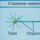 Нервная система Тема: Нервная и эндокринная система